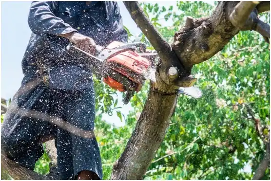 tree services Saratoga